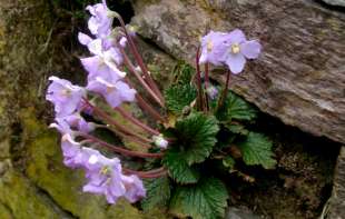 Cvet feniks, simbol Dana primirja, pobede srpskog naroda i države