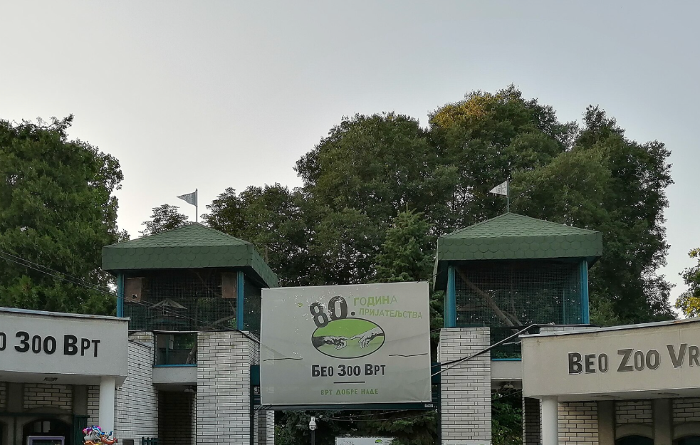 Novi stanovnici Beo zoo vrta: Pingvini iz Danske stigli u Beograd