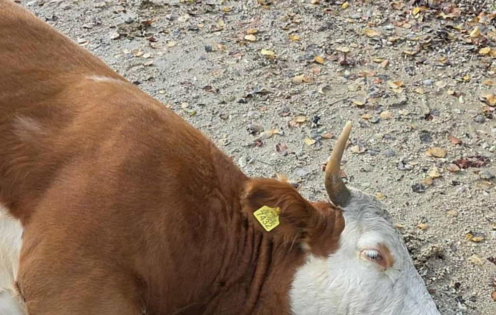 Otrovana Srbija: Ljudi beže, groblja se pune, krave umiru pored 