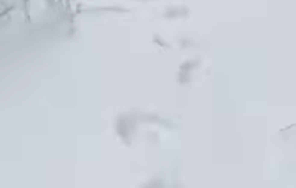  Snimljeni ogromni tragovi medveda usred idile na samo tri sata od Beograda