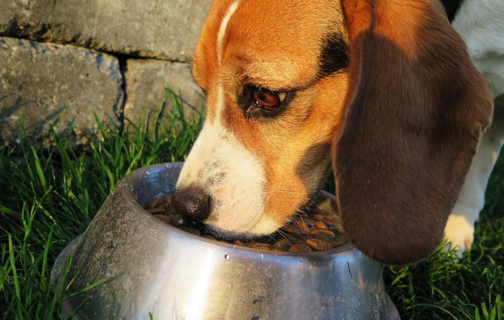 Srbija izvozi hranu za ljubimce u 55 zemalja