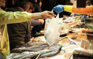 Ludnica pred post: Šaran 600 dinara, pastrmka još skuplja