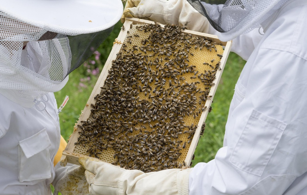 ZAŠTO PČELE MENJAJU MATICU: Nova naučna saznanja važna za pčelare