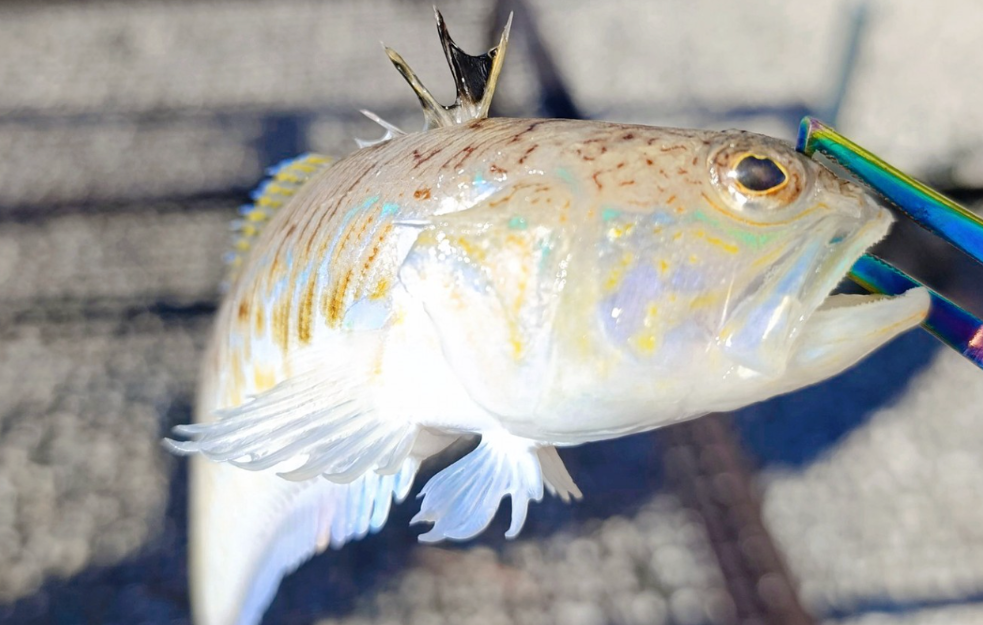 Otovna riba pauk, ulovljeno kod Neuma