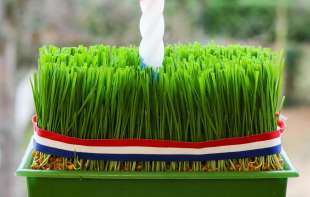 Posadite božićnu pšenicu  na Svetu Varvaru: Simbol života koji donosi sreću, mir i blagostanje u vaš dom