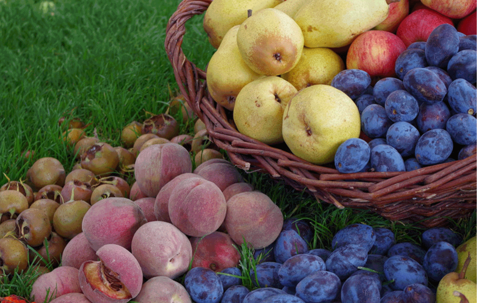 Otvoren novi IPARD poziv za sektor voćarstva, rok za prijavu 31. decembar