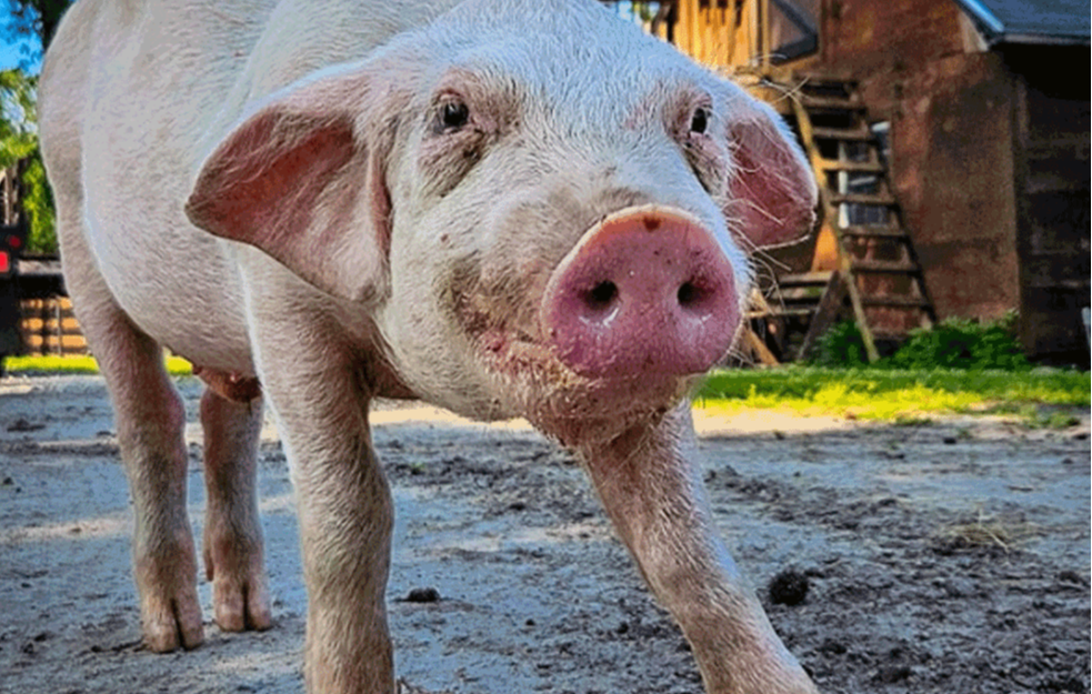 Paprene cene pred praznike – cena stoke varira od grada do grada