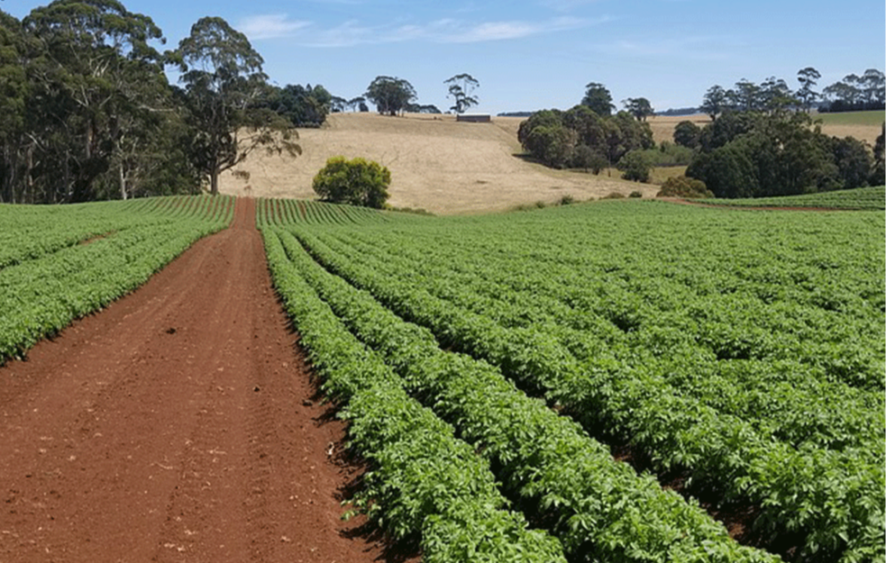 Poljoprivrednicima isplaćeno 97,4 odsto planiranih subvencija