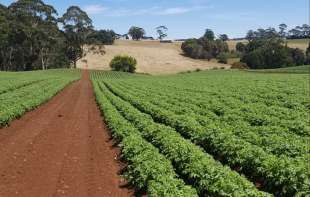 Poljoprivrednicima isplaćeno 97,4 odsto planiranih subvencija