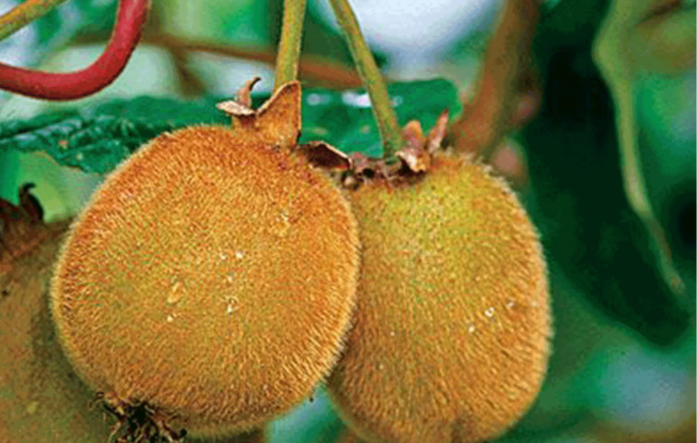 Larve i insekti u kiviju iz Srbije: Severna Makedonija zabranila uvoz