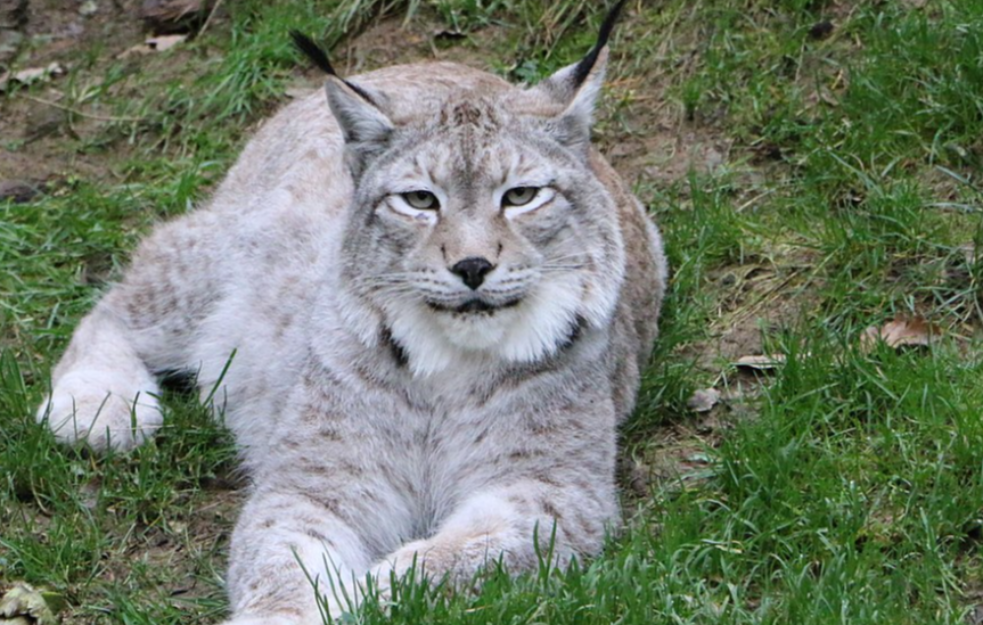 Gojazan ris iz Litvanije nakon 12 godina pogrešne ishrane premešten u Belgiju