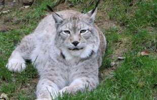 Gojazan ris iz Litvanije nakon 12 godina pogrešne ishrane premešten u Belgiju