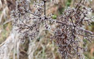 Hladno i oblačno jutro, mestimično sa slabim mrazem, posle podne razvedravanje