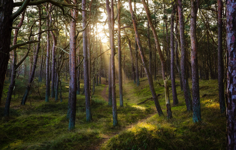 Srbijašume apeluju na građane da ne uništavaju mlade hrastove za Božić