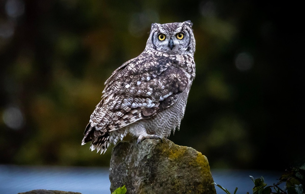 DA LI TREBA DA SE PLAŠITE SOVE: Prema drevnim verovanjima, ona prenosi moćne i tajanstvene poruke