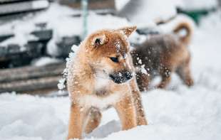 Simptomi hipertermije kod pasa