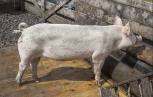 U Somboru povučeno 400 kilograma nebezbednog mesa iz prometa