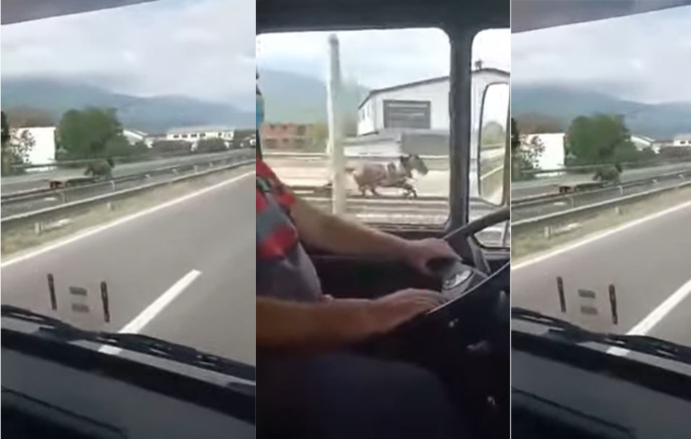 POLICIJA SPREČILA TRAGEDIJU NA AUTOPUTU! Konj sa zaparegom jurio u susret vozačima na autoputu (VIDEO)