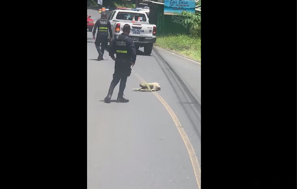 ZBOG NJEGA JE BLOKIRAN SAOBRAĆAJ! Trebala mu je cela večnost da pređe ulicu (VIDEO)