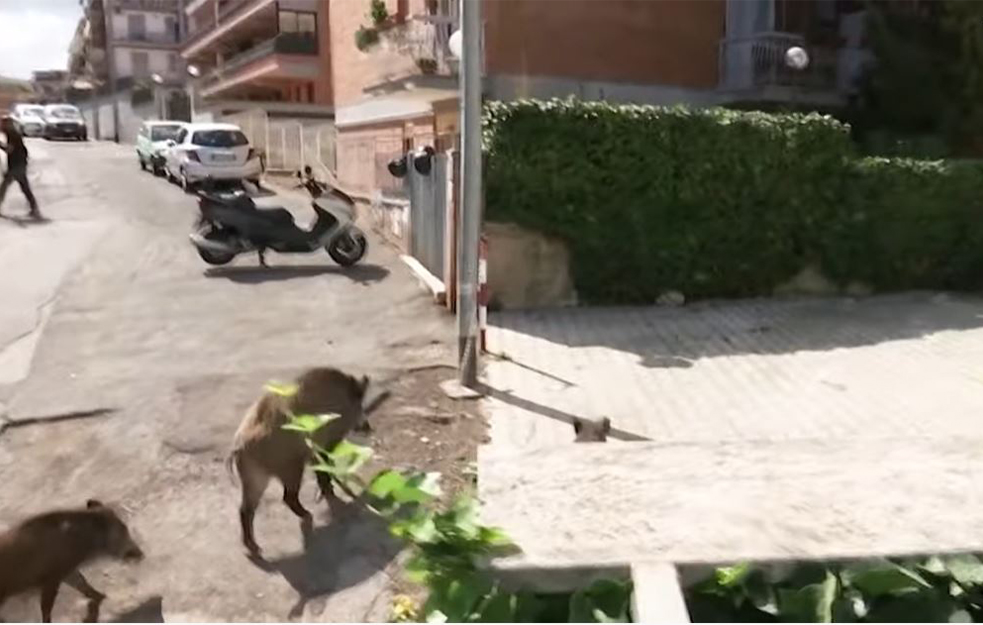 NEVEROVATNE SCENE U RIMU: Čopori divljih svinja na ulicama terorišu ljude