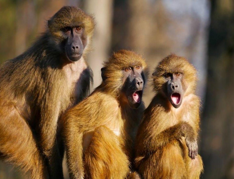 Majmuni u Indiji ukrali uzorke krvi pozitivnih na koronu