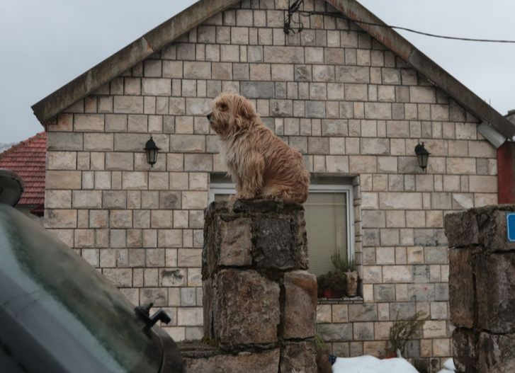 I svetske agencije pišu o zabrani šetnje pasa u Srbiji